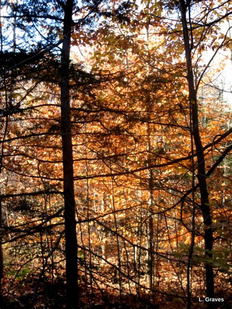 Komorebi Sunlight Streaming Through The Trees Notes From The Hinterland