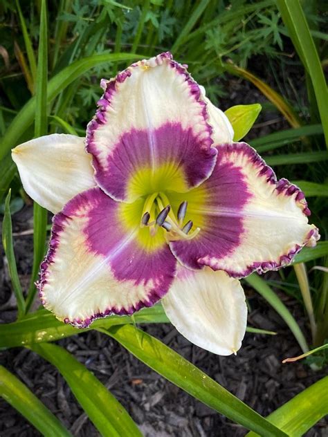 Daylily Hemerocallis Jammin S Happy Hippo In The Daylilies Database