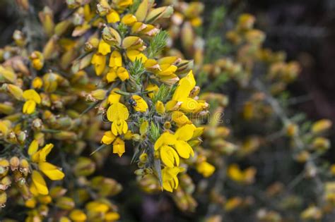 Ulex Europaeus Branches Of The Gorse Bush With Its Yellow