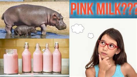 कस Hippopotamus क दध Pink हत ह Why a hippo s milk is pink