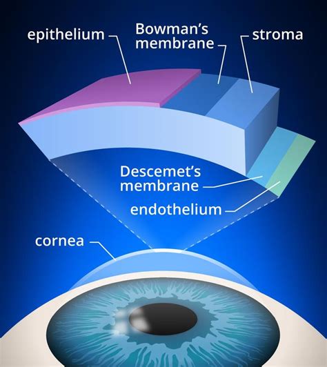 A Magnified Section Of The Cornea Showing All Layers Of The Cornea In Cross Section Corneal