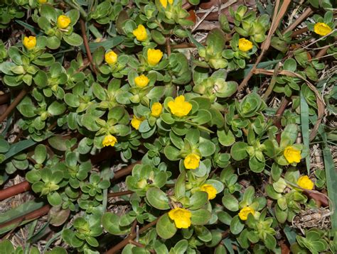 Portulaca Oleracea Common Purslane