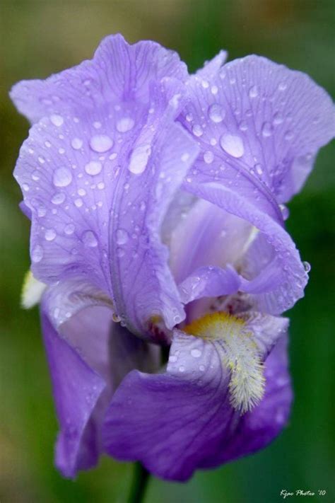 Purple Iris Smithsonian Photo Contest Smithsonian Magazine