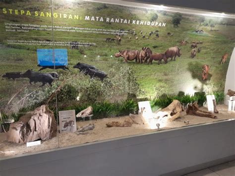 Sangiran Desa Wisata Di Sragen Yang Mendunia Berkat Keberadaan Museum