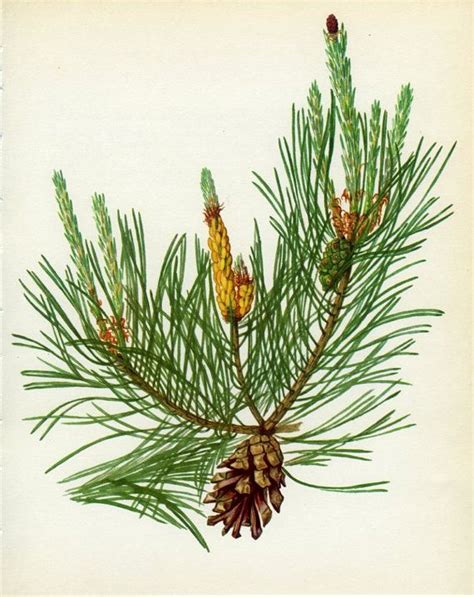 Vintage Tree Print Scots Pine Botanical Book Plate Etsy