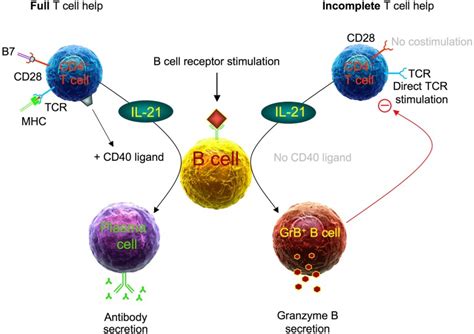 Cd27igd B Cells In The Peripheral Blood Of Colorectal Cancer