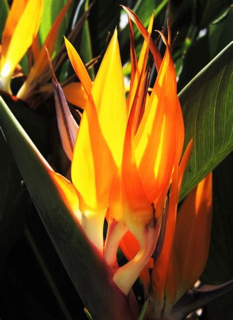 Free Images Nature Grass Blossom Meadow Sunlight Leaf Petal