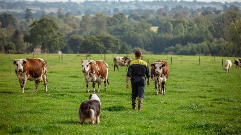 Une agricultrice piétinée par ses vaches à Lacelle Angers Info