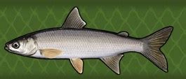 Lake Whitefish | Fishing World Wiki | Fandom