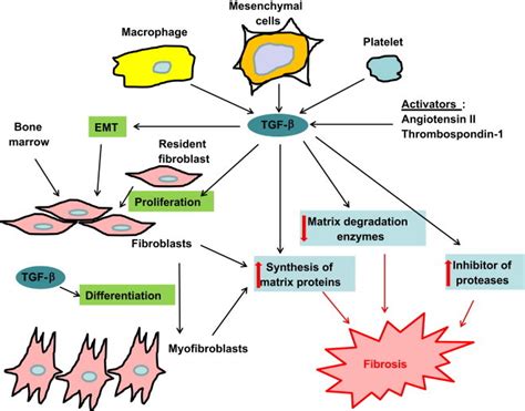 How Tgf Stimulates Fibrotic Responses During Tissue Repair Tgf Is