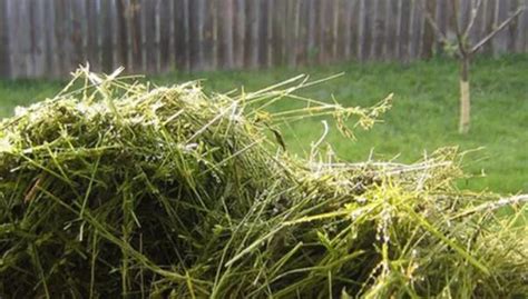 Fertilize Your Lawn With Grass Clippings Gardener S Supply