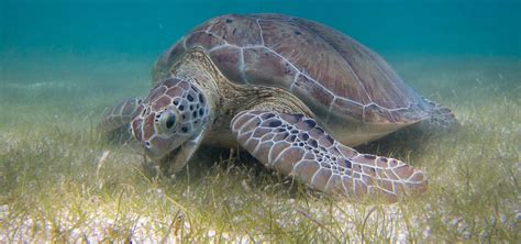 A Beach Infected with Fecal Coliform Can Ruin Your Vacation, but