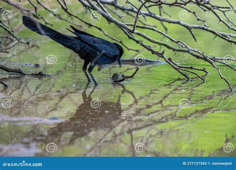 Gilbert Riparian Preserve in Central Arizona, USA, America. Stock Image - Image of gilbert ...