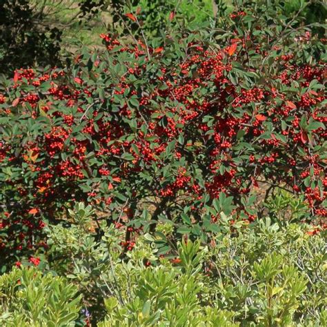 Cotoneaster Lacteus Arbuste Cultivar Flickr