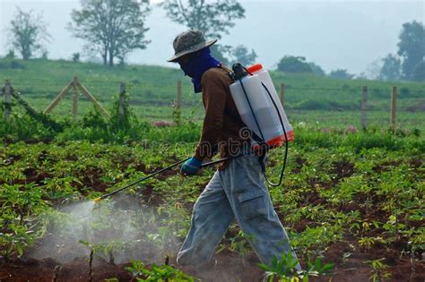 Farmer Spraying Pesticide Chemical Fertilizer In The Cassava Fie Stock