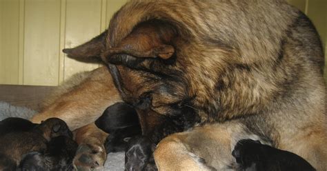 Kennel Kiæråsen valpeblogg Schæfervalper