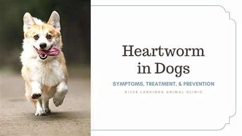 Heartworm in Dogs: Symptoms, Treatment, and Prevention — River Landings ...