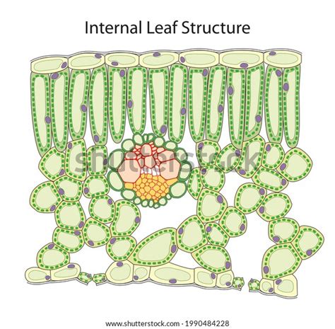 Plant Leaf Cross Section