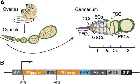 The Drosophila Ovary And The ET Flpx2 Construct A A Diagram Of The