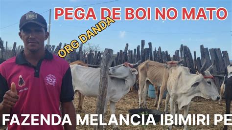 Pega De Boi No Mato Fazenda Melancia Ibimiri Pe Org Danda E Carol