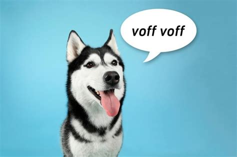 What Sounds Do Dogs Make In Different Languages A Complete Guide