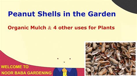 Peanut Shells In The Garden Organic Mulch And 4 Other Uses For Plants Youtube