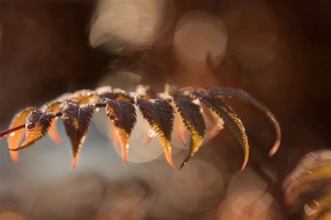 981709 Closeup Grass Fall Depth Of Field Macro Photography Water