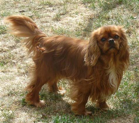 Chien Elevage De La Geode Eleveur De Chiens Cavalier King Charles