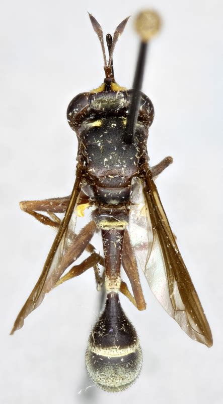 Physocephala Furcillata Conopidae Of The World