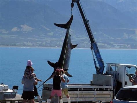 Broadbill Swordfish Xiphias Gladius Common In New Zealand Waters