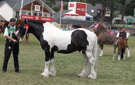 Royal Welsh Highlights 9 Superb Winners Who Reigned At The Legendary