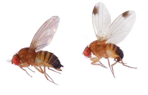 Drosophila Suzukii Spotted Wing Drosophila Russell Ipm