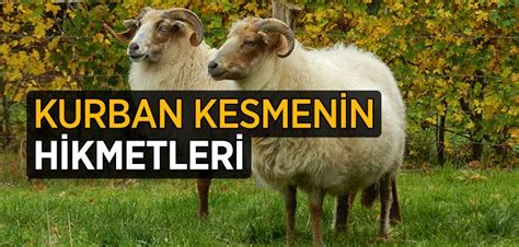 Kurban Kesmenin Hikmetleri İslam ve İhsan