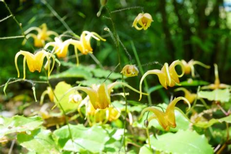 イカリソウとは？花の特徴・花言葉・育て方・手入れ方法を紹介 Hanasaku