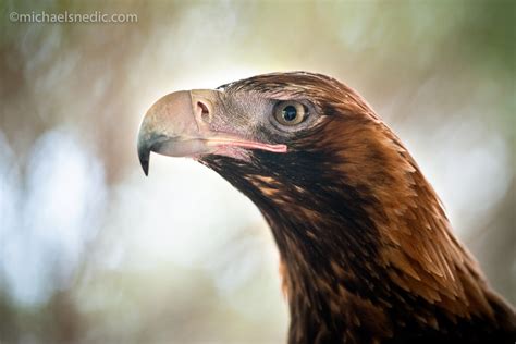 Wedge-Tailed Eagle - WildNature Photo Expeditions