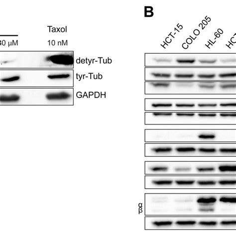 A Western Blot Analysis Of U Os Cells Treated With The Indicated