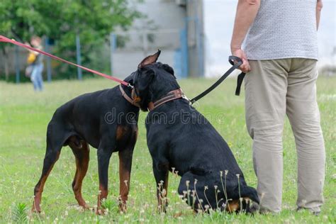 Doberman Vs Rottweiler Fight