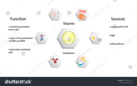 Vitamin B12 Vector Design Vitamin B12 Function Royalty Free Stock