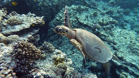 Tartaruga de pente espécie cr tartaruga de pente eretmochelys