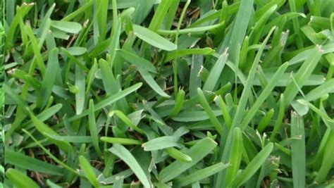 Centipede Grass Vs St Augustine Which Is The Best Lawn Pulse