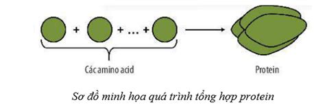 Lý thuyết Sinh học 10 Bài 11 Cánh diều Tổng hợp và phân giải các chất