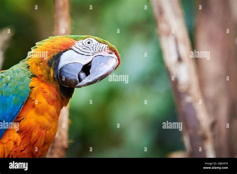 Curious Bird Blue And Yellow Macaw Ara Ararauna Exotic Bird Stock