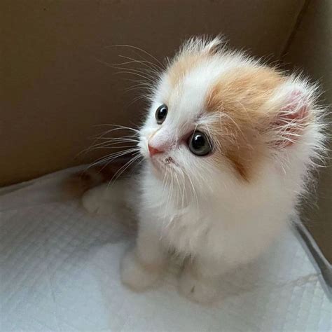 |милости | Кот