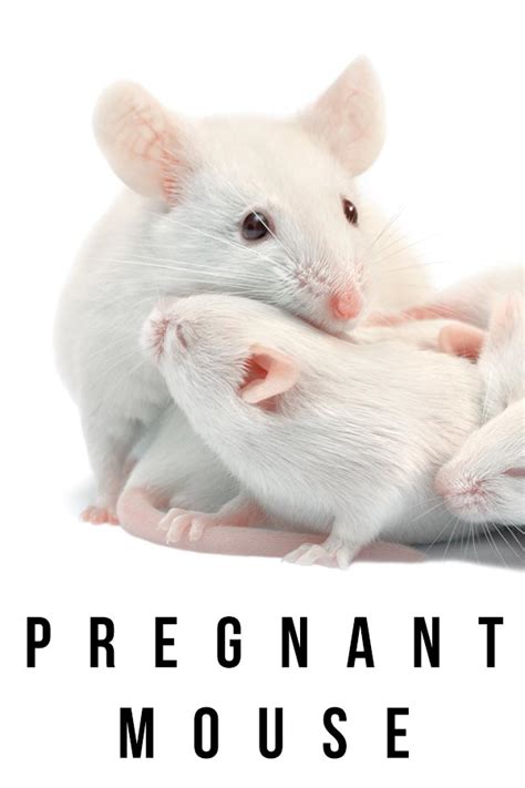 Pregnant Mouse What To Expect And How To Care For Her