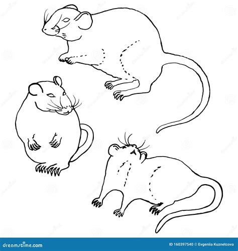 Hand Drawn Rats Stock Vector Illustration Of Animal 160397540