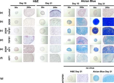 Histological Appearance Of Msc Pellets After Chondrogenic Induction By