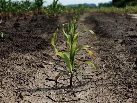 Common Weed Discovered To Be A Super Plant