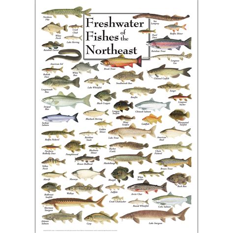 Freshwater Fish Species