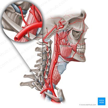 Costocervical trunk: Anatomy, branches, supply | Kenhub