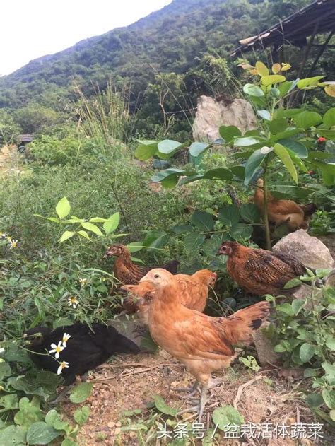 山村散養土雞，賣200一隻竟沒人嫌貴！ 每日頭條